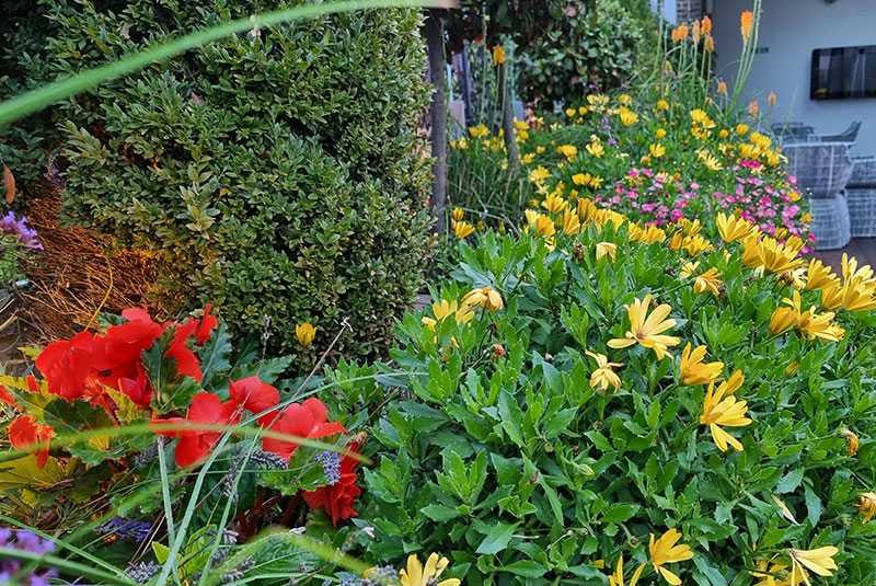 Seasonal Bedding & Planting North London